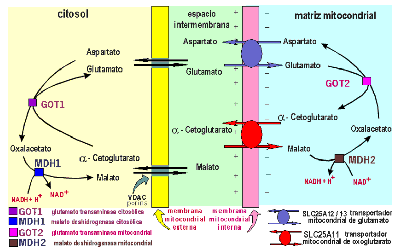 Cetosis y transaminasas